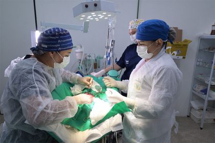 Cirurgia de castração é um dos procedimentos de maior demanda no hospital veterinário (Foto: Sepet/Divulgação)