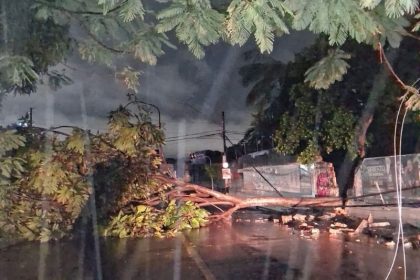 Árvore caiu durante chuva e forte rajada de vento em Manaus (Foto: Reprodução/Amazonas Energia)