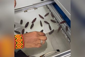 Sementes são analisadas com tecnologia de inteligência artificial (Foto: Divulgação/Ufam)