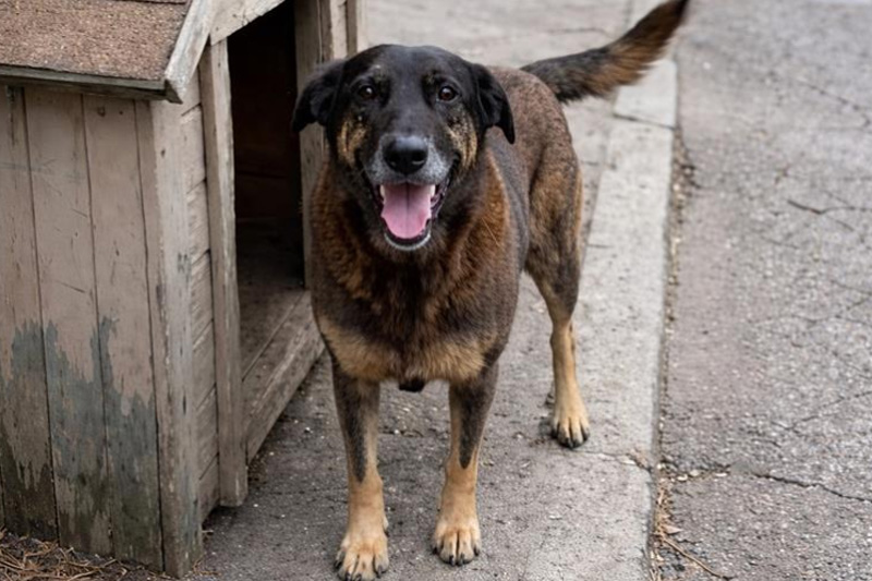 Cão Orelha morreu após sofrer ferimentos graves por maus-tratos (Imagem: YouTube/Reprodução)