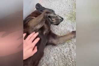 Cão Orelha antes de ser torturado e morto: polícia procura autores do crime (Imagem: YouTube/Reprodução)