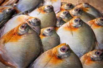 Os sintomas surgiram cerca de nove horas após o consumo de pacu (Foto: WhatsApp/Reprodução)