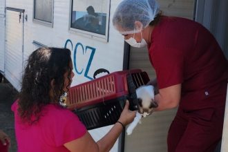 O agendamento de vagas é para a castração gratuita de cães e gatos (Divulgação/Semsa)