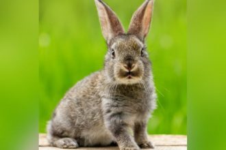 Dona do coelho teve pedido negado pela GOL e recorreu à Justiça (Foto: Reprodução/freepik)