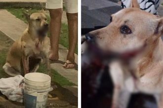 A cadela, conhecida como Caramelo, foi atingida por um artefato explosivo (Foto: WhatsApp/Reprodução)