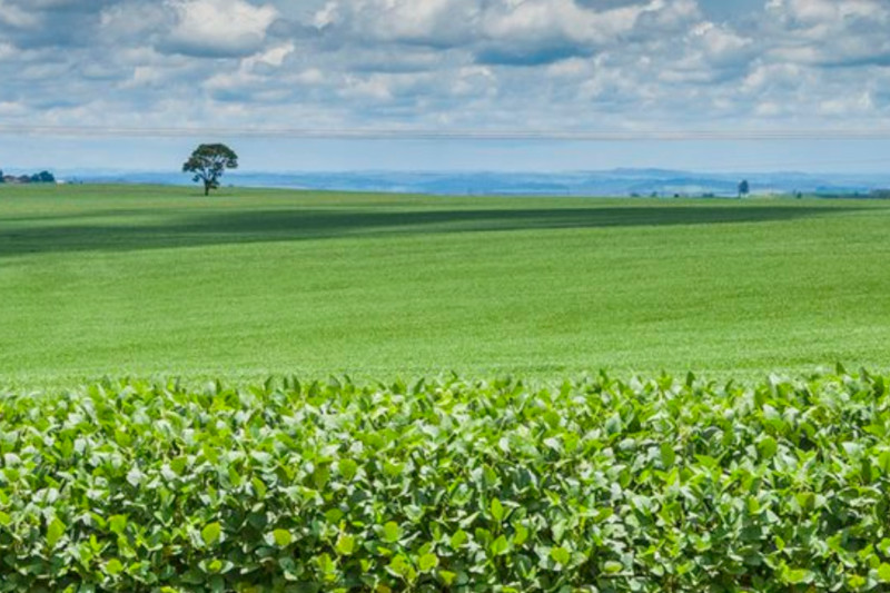 Tecnologia da Embrapa possibilita aumentar produção agrícola sem ampliar área cultivada (Foto: Embrapa/Divulgação)