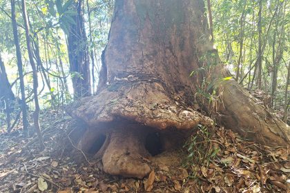 Raiz da árvore em formato de rosto se assemalha a figuras míticas (Foto: Cícero Furtado/Divulgação)