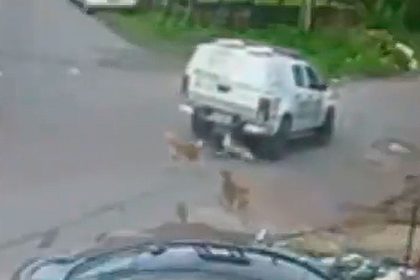 Cães atropelados por viatura da PM