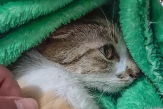 Gata sobreviveu ao ser arremessada do 12º andar de um prédio (Foto: Instagram/Divulgação)