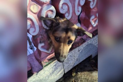 Cadela ficou com a cabeça presa em pilastras (Foto: Divulgação/Corpo de Bombeiros)