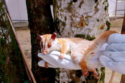 Cuíca-lanosa estava ferida e com dificuldades de locmoção (Foto: Ibama/Divulgação)
