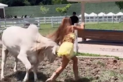 Nicole Bahs escapa de cabeçada da vaca em sua fazenda (Imagem: @eunicolebahls/TikTok/Reprodução)