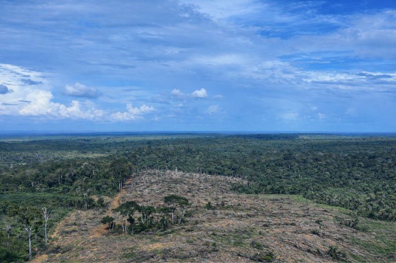 Foi constatado o descumprimento de embargo anterior, com continuidade de atividade agropecuária e criação de gado na área (Foto: Divulgação)