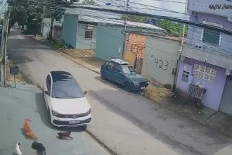 Momento em que motorista atropela cães na calçada (Imagem: Câmera de monitoramento/Reprodução)