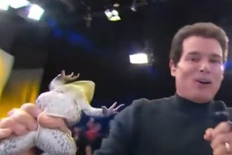 Celso Portiolli com a rã: atitude do apresentador foi considerada maus-tratos a animais (Imagem: SBT/Reprodução)