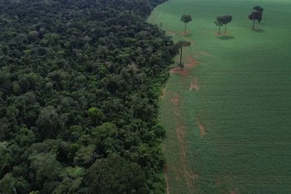 O Brasil perdeu 1,6 milhão de hectares de cobertura arbórea em floresta tropical úmida em 2025,(Foto: Fernando Frazão/Agência Brasil)