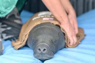 Segundo o Ipaam, o filhote de peixe-boi foi vítima de caça ilegal (Foto: Divulgação) (Foto: Divulgação)