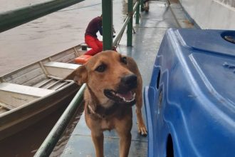 A ação aponta que o abandono de cães e gatos cresceu 133% em um ano (Foto: Thiago Gonçalves/AM ATUAL)