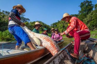 Manejo sustentável do pirarucu valoriza atividade de povos e comunidades tradicionais em áreas protegidas (Foto: Floresta+Amazônia)