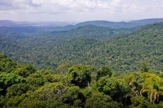 Estudo registra queda no desmatamento na Amazônia (Imagem: TV Brasil/Reprodução)