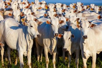 Fim da febere aftosa amplia venda de carne bovina para a China (Foto: MDIC/Divulgação)