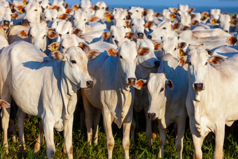 Fim da febere aftosa amplia venda de carne bovina para a China (Foto: MDIC/Divulgação)
