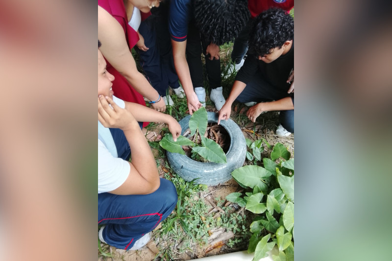 Alunos em aula sobre flora amazônica: laboratório a céu aberto na Amazônia (Foto: Divulgação)