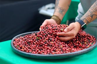 Café Robusta em Silves