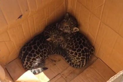 Os trabalhadores encontraram os dois animais sozinhos, sem a presença da mãe (WhatsApp/reprodução)