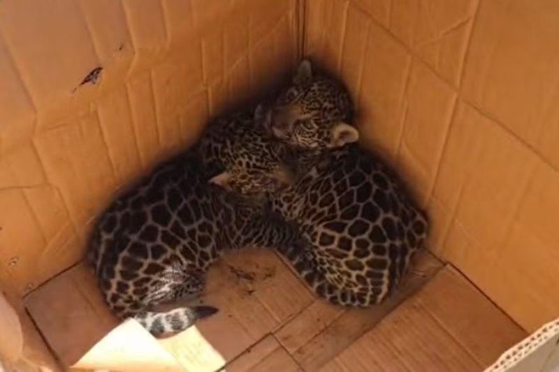 Os trabalhadores encontraram os dois animais sozinhos, sem a presença da mãe (WhatsApp/reprodução)