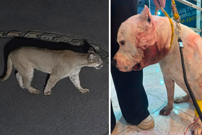 Onça x Pitbull