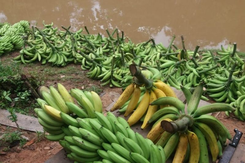 Produção de banana no Amazonas em agosto impulsiona a agricultura no Estado (Foto: Arquivo/Idam)