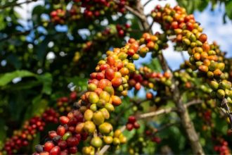 O estado deve registrar o maior crescimento percentual na produção de café conilon entre os estados do país na safra 2026, segundo a estimativa da Conab (Foto: Divulgação)