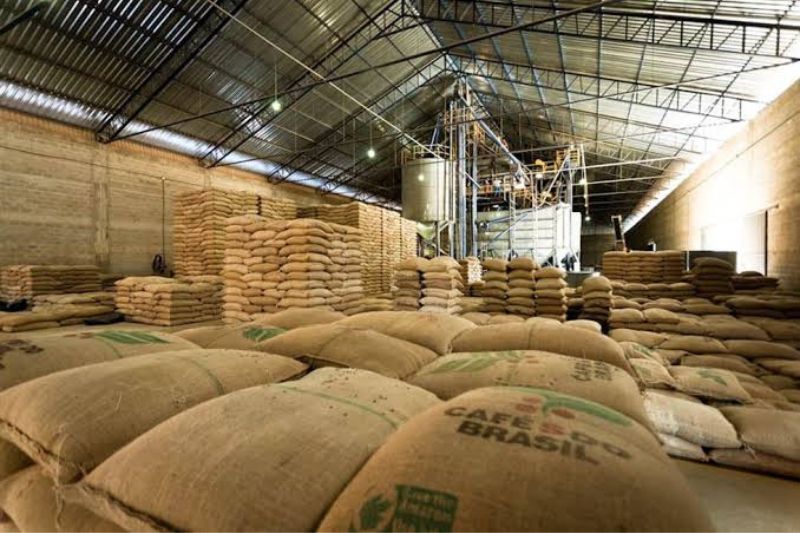 Produção de café conilon no Amazonas deve crescer 33,2% na safra 2026, puxada pela expansão das lavouras, segundo a Conab (Foto: Divulgação)