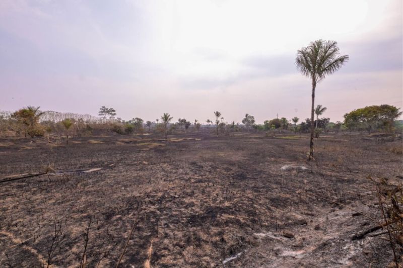 Área de vegetação consumida é equivalente a 50 campos de futebol (Foto: Divulgação)