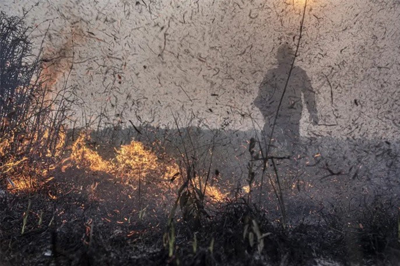 Recursos são para ações assistência a pessoas atingidas por incêndios florestais (Foto: Foto: Mayangdi Inzaulgarat/Ibama)