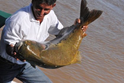 Tambaqui entrou na lista nacional de ameaçadas de extinção, na categoria vulnerável (Foto: Divulgação/Sepror)