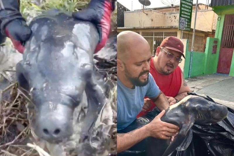 O animal recebeu o nome em homenagem ao motocross (Foto: WhatsApp/reprodução)