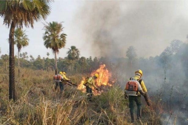 As investigações apuram a degradação ambiental, os efeitos do El Niño e fraudes em cadastros de terras (Foto: Ilustrativa/Ibama)